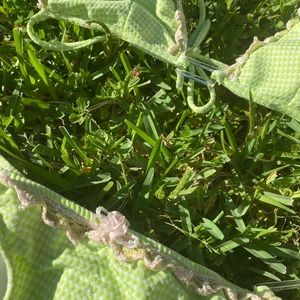 🤍 Vintage Beach Bunny Bikini 🤍